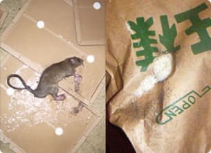 ネズミ防除